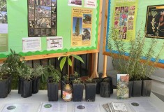 tree-week-feb22-1