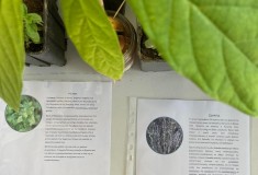 tree-week-feb22-2