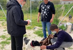 katfigio-dogs-4