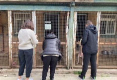 katfigio-dogs-5